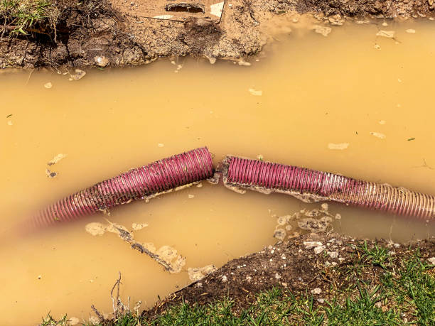 Best Flood damage cleanup  in Dorothy, NJ